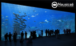 Nausicaa, le plus grand aquarium d'Europe : découvrez le nouveau parcours Voyage en Haute Mer